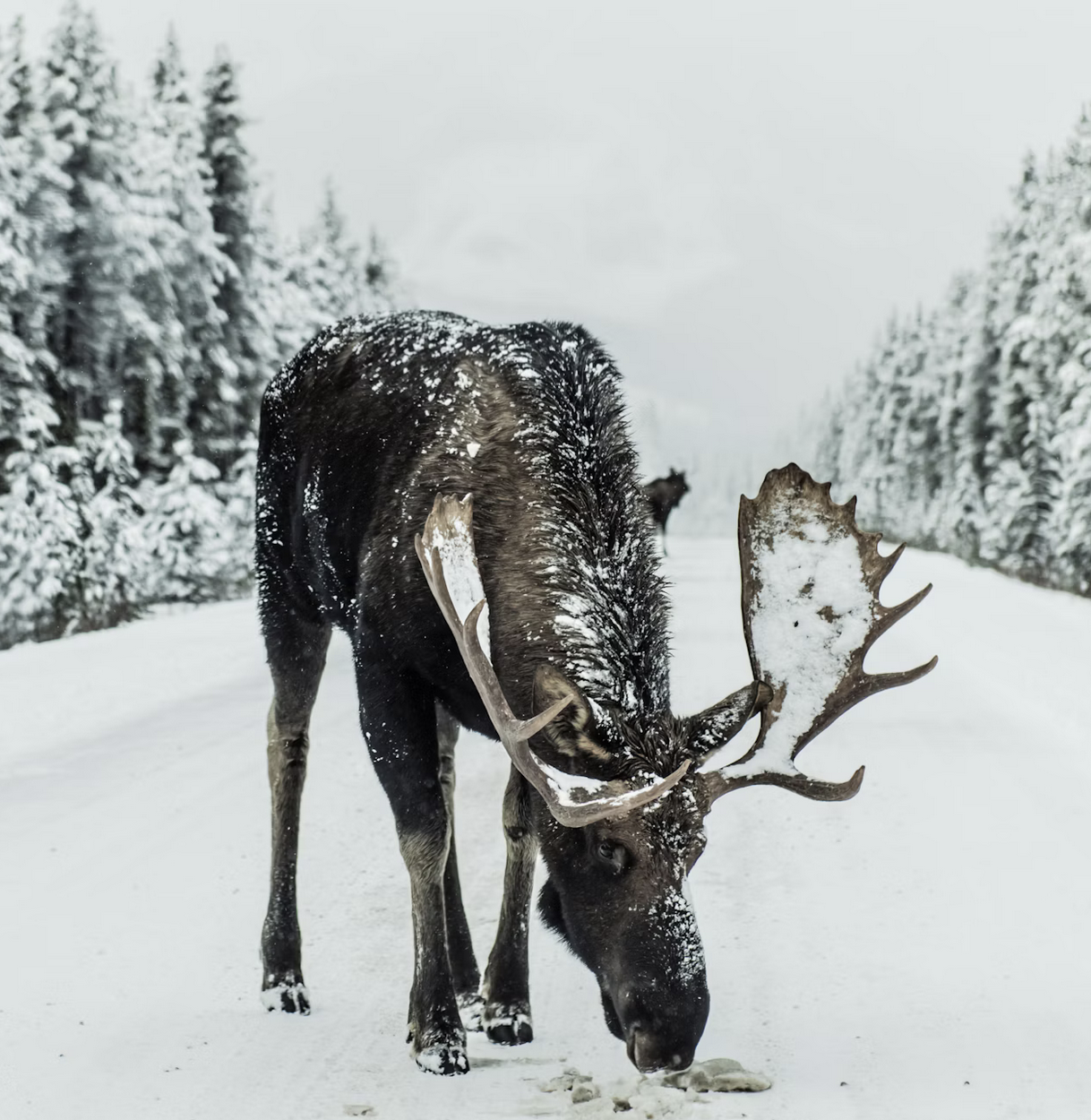 Links 12/30/2025 | naked capitalism